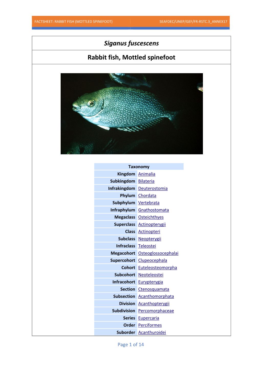 Siganus Fuscescens Rabbit Fish, Mottled Spinefoot