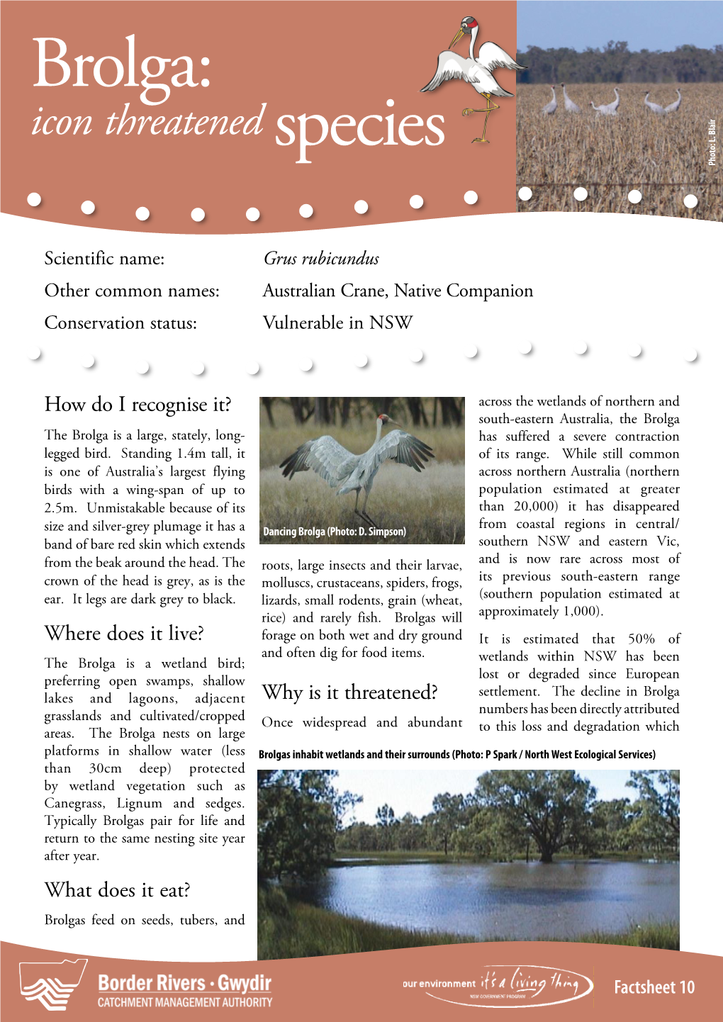 Brolga: Icon Threatened