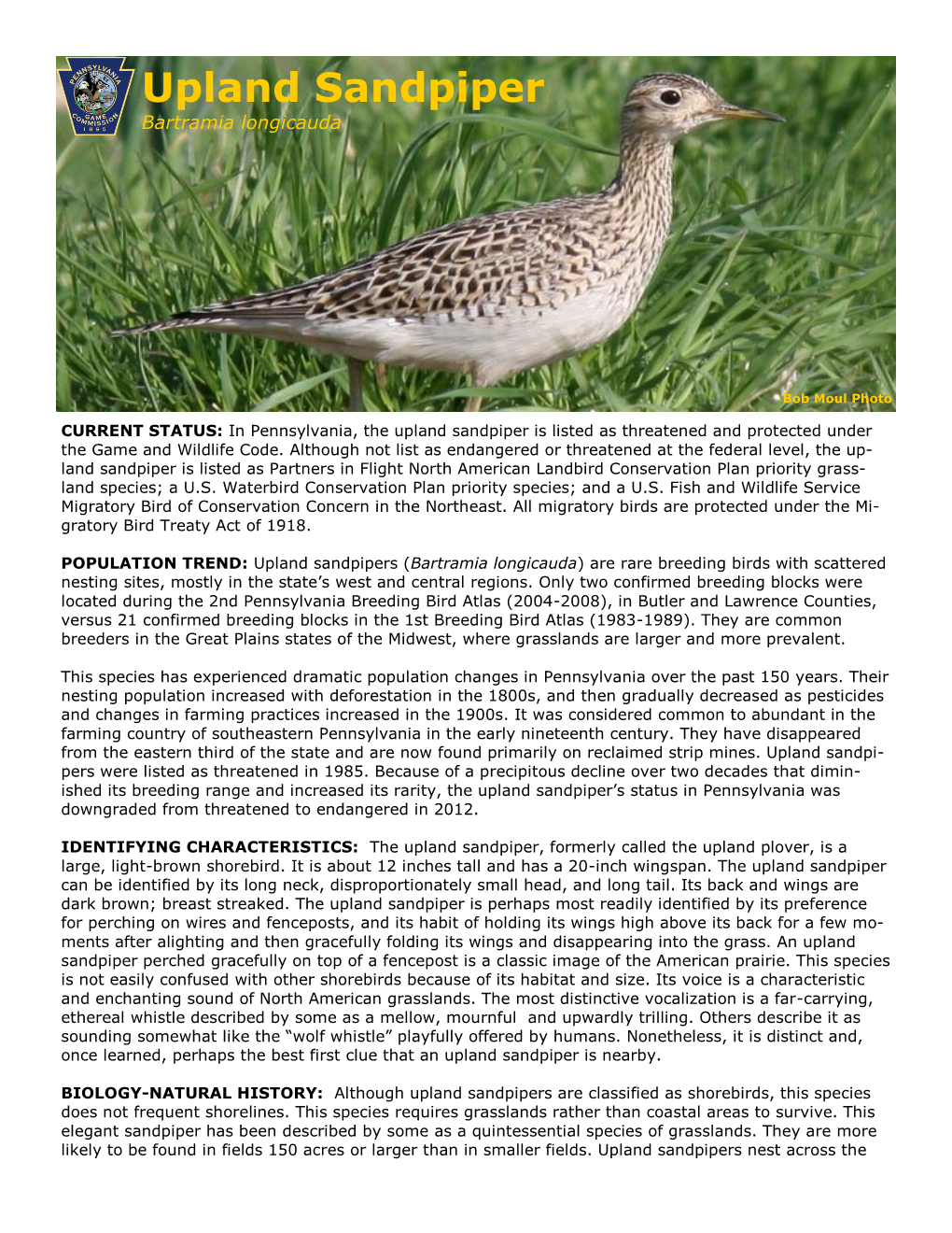 Upland Sandpiper Bartramia Longicauda