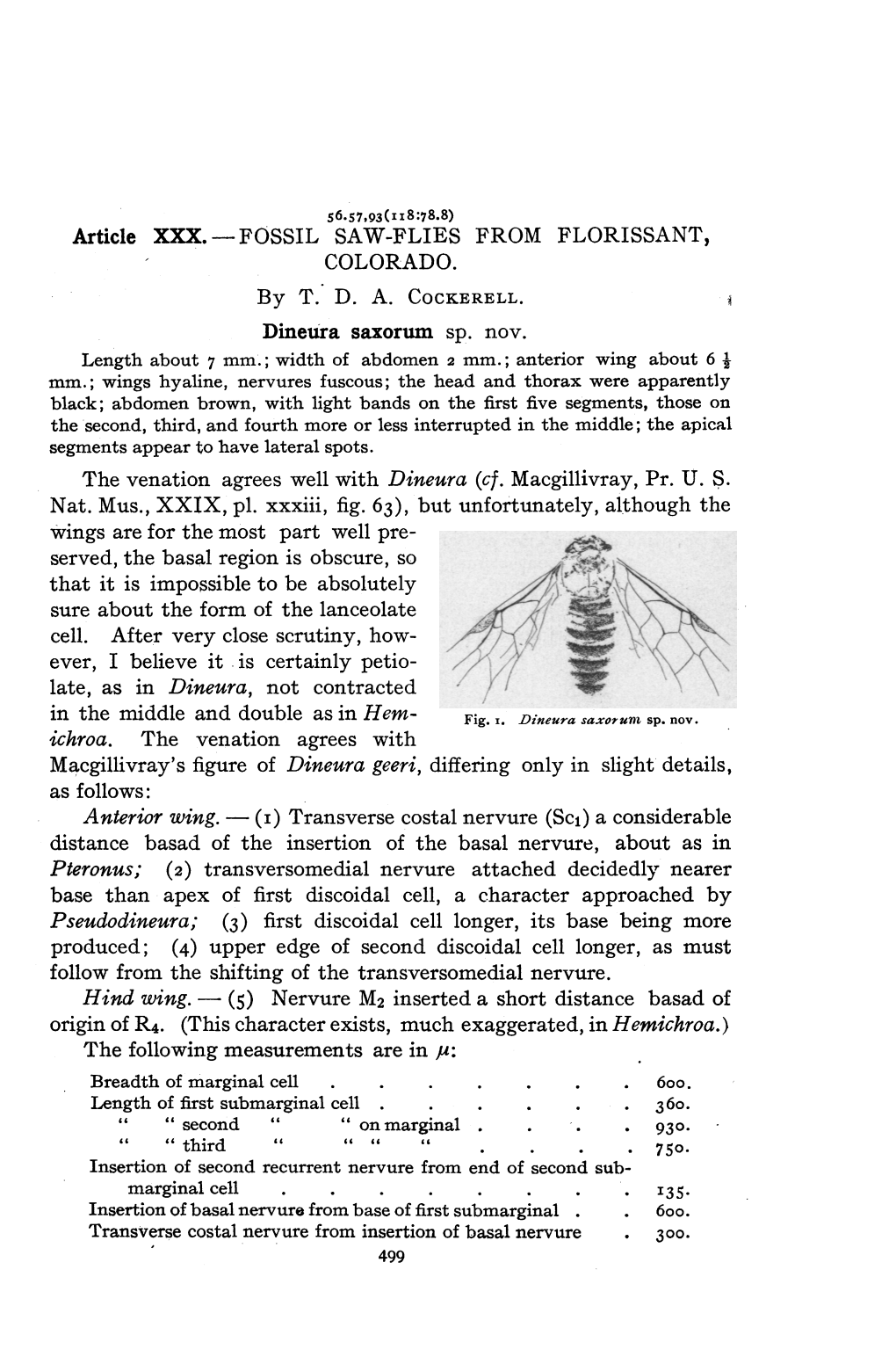 Fig. I. Dineura Saxorunt Sp. Nov. Ichroa