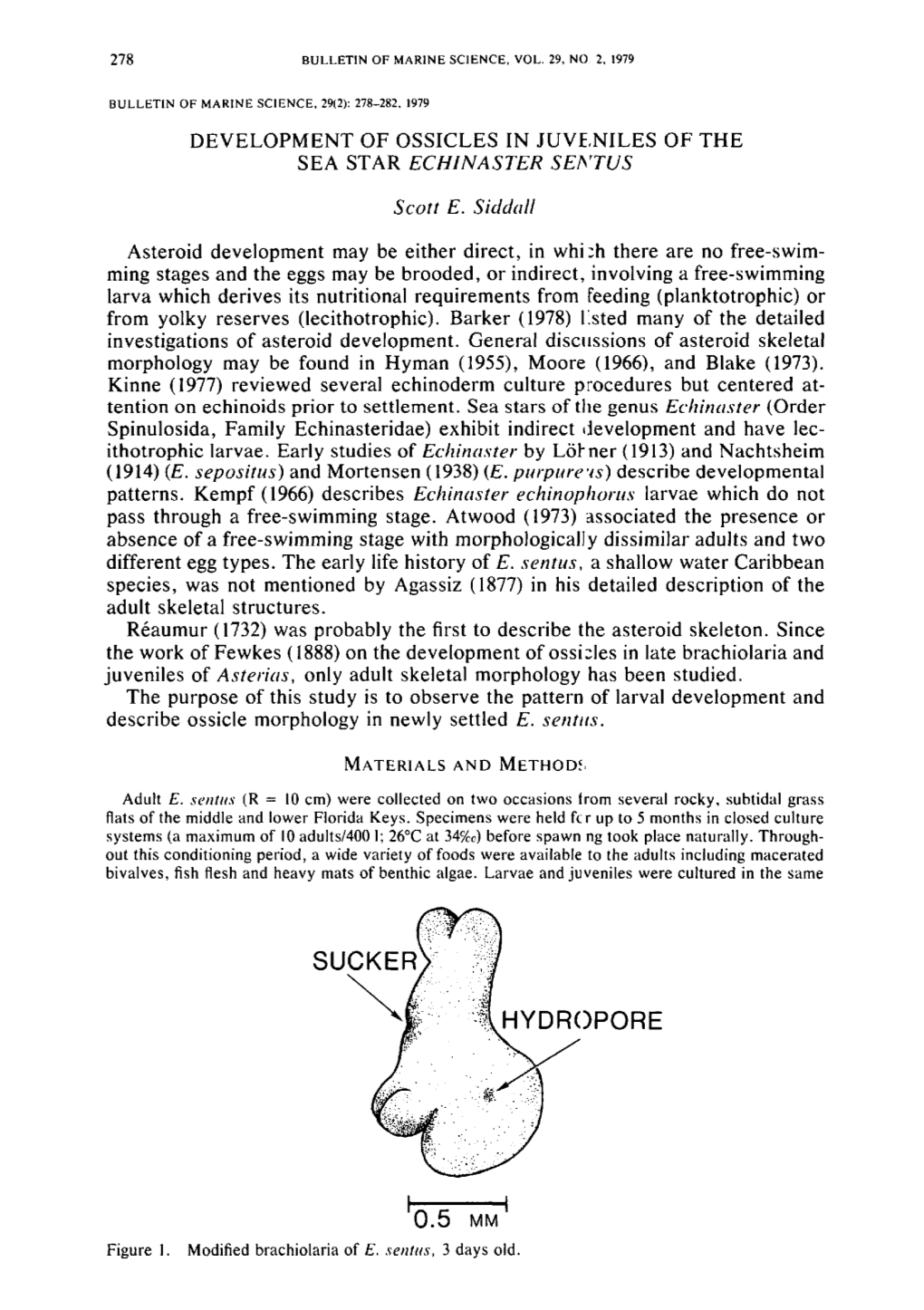 Development of Ossicles in Juveniles of the Sea Star Echinaster Sentus