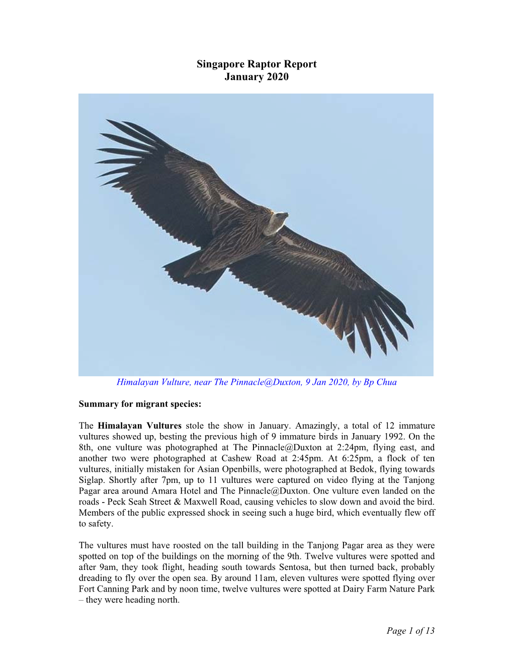 Singapore Raptor Report January 2020