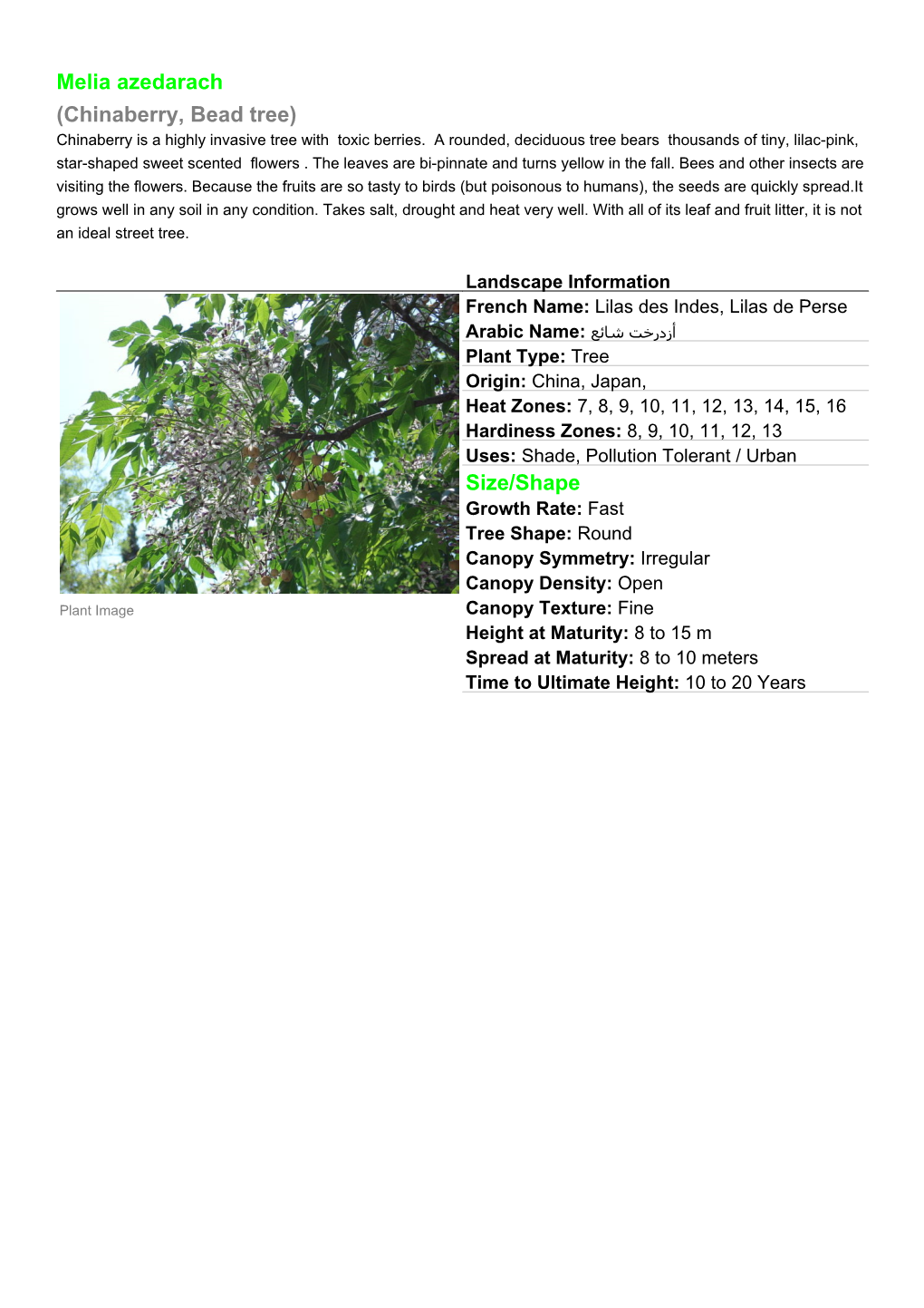 Melia Azedarach (Chinaberry, Bead Tree) Chinaberry Is a Highly Invasive Tree with Toxic Berries