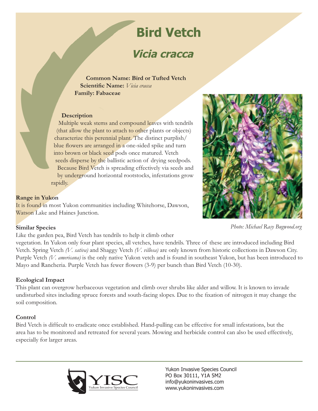 Bird Vetch Vicia Cracca