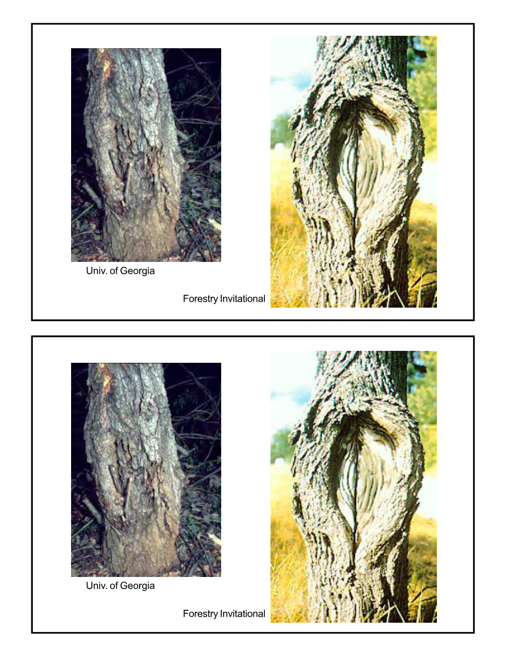 Nectria Canker Caused by Nectria Galligena and Nectria Magnoliae