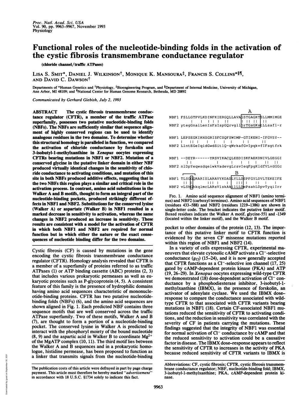 Functional Roles of the Nucleotide-Binding Folds in The