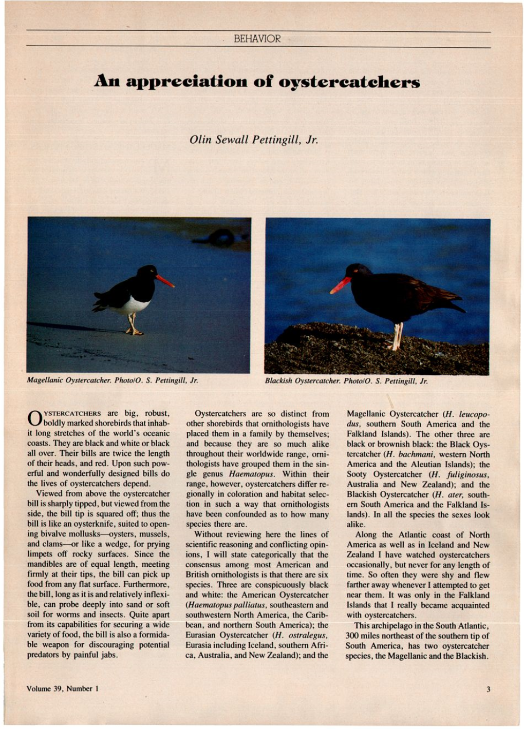 An Appreciation of Oystercatchers