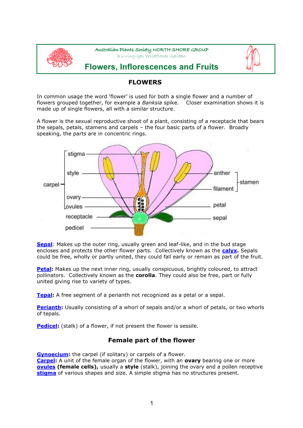 Flowers, Inflorescences & Fruits 2020