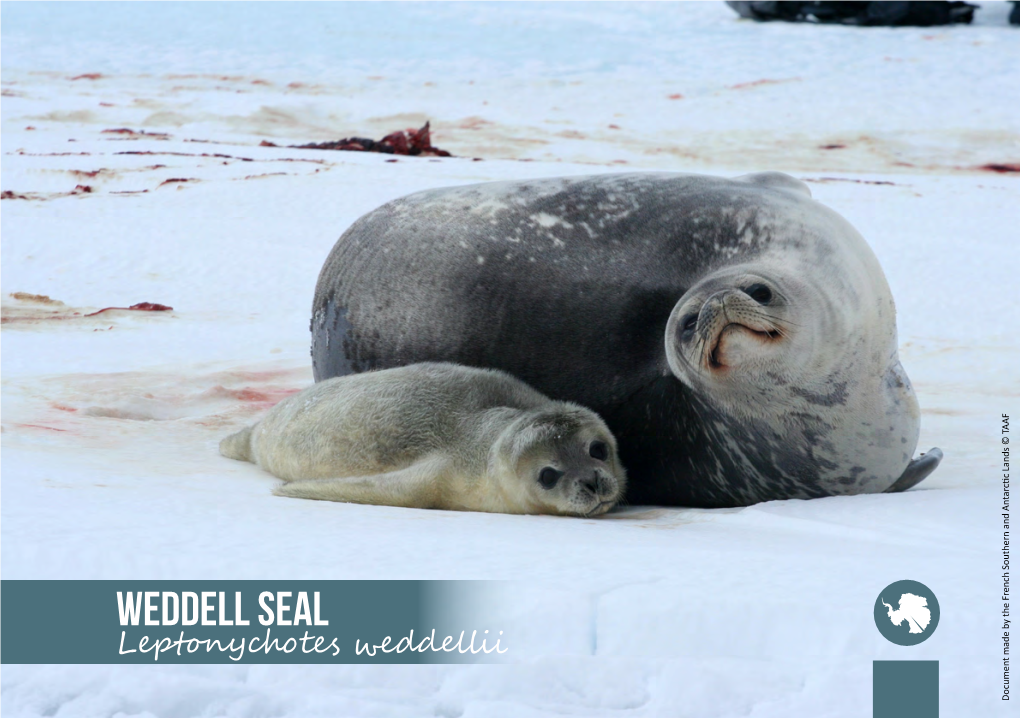 WEDDELL SEAL Leptonychotes Weddellii