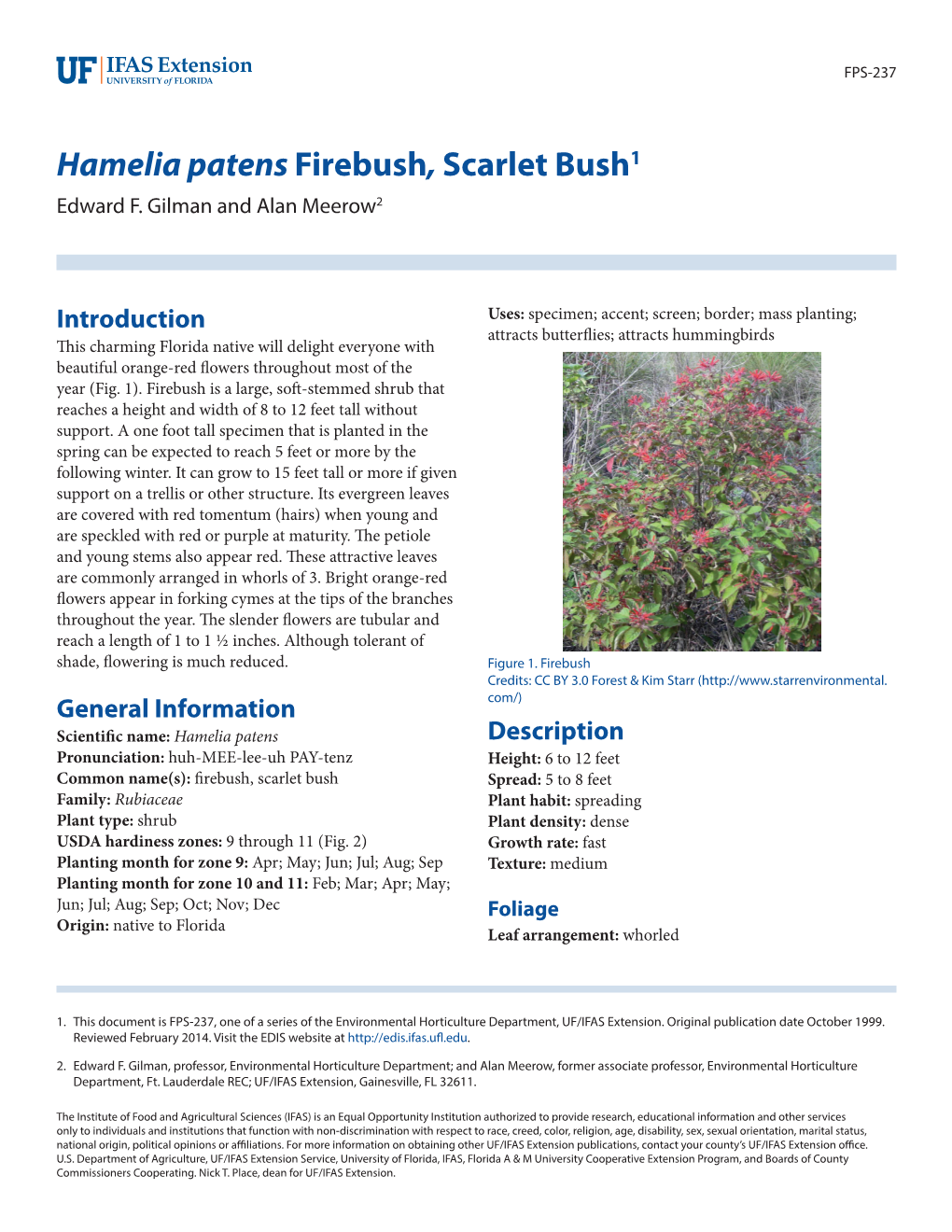 Hamelia Patens Firebush, Scarlet Bush1 Edward F