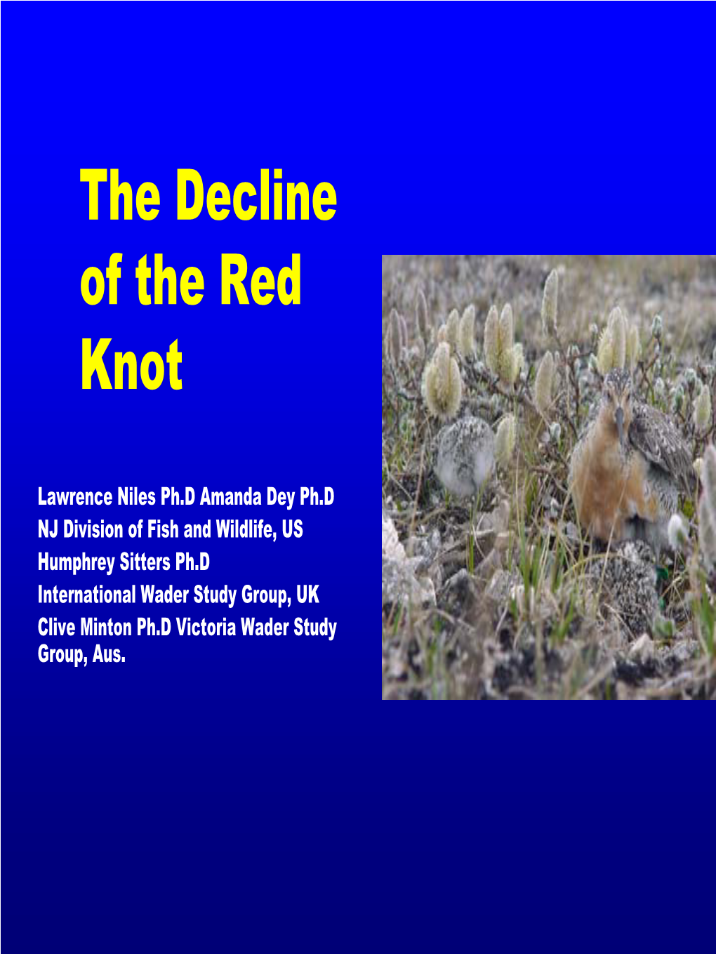 The Decline of the Red Knot