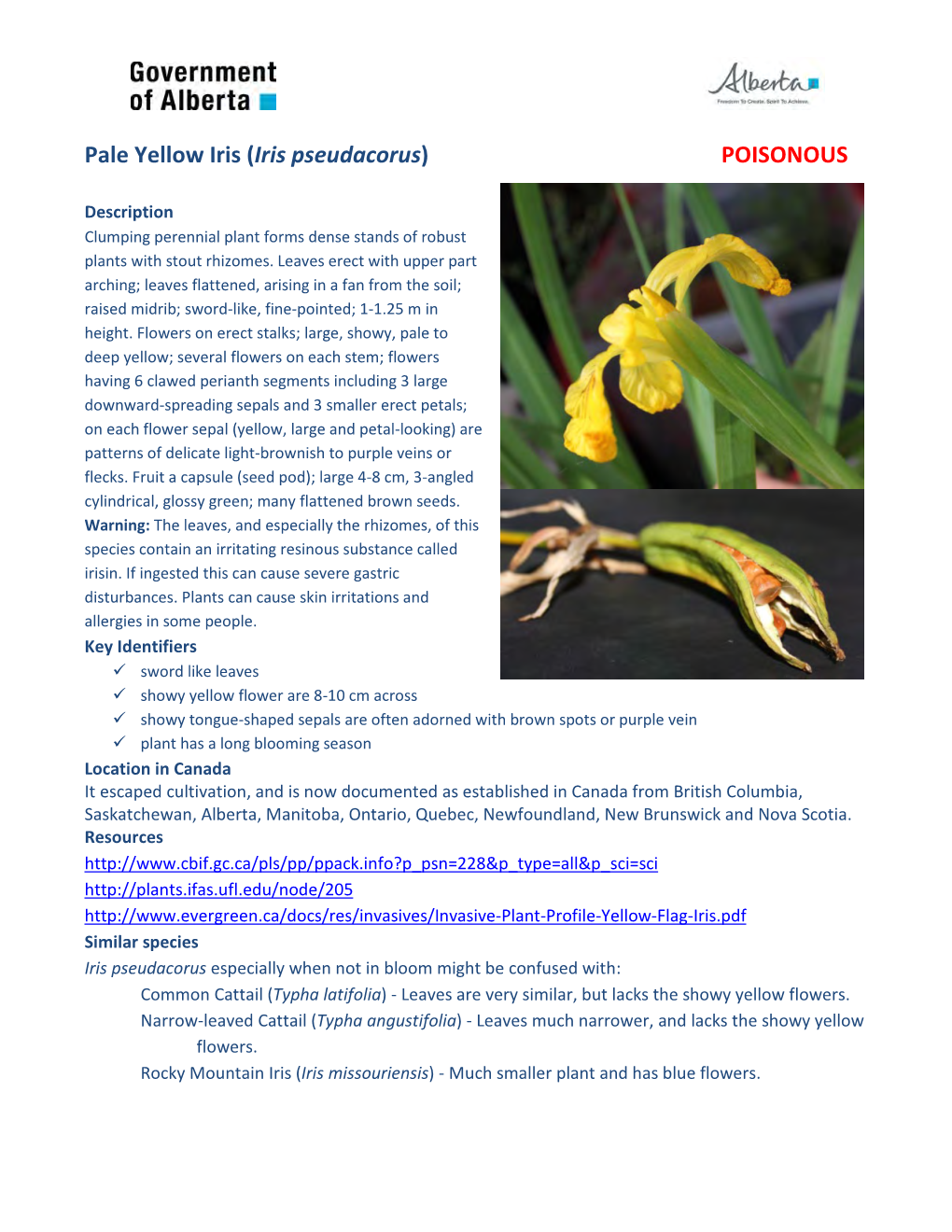 Pale Yellow Iris (Iris Pseudacorus) POISONOUS