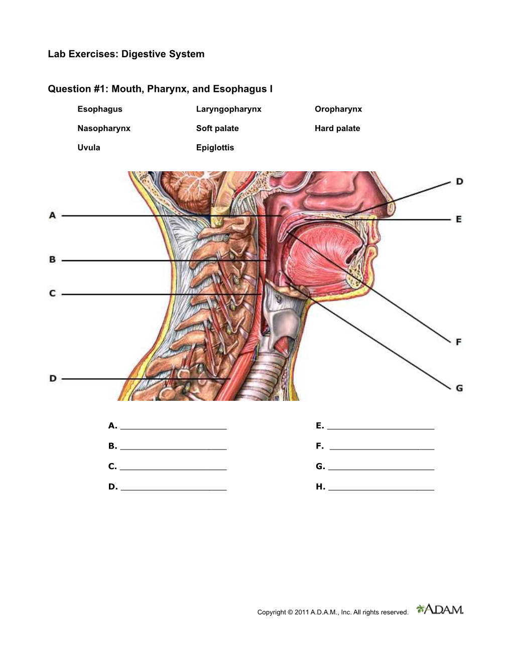 Digestive System