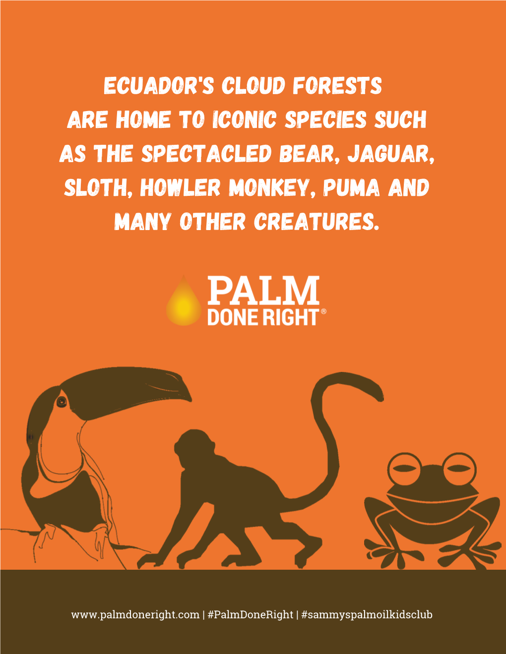 Ecuador's Cloud Forests Are Home to Iconic Species Such As the Spectacled Bear, Jaguar, Sloth, Howler Monkey, Puma and Many Other Creatures