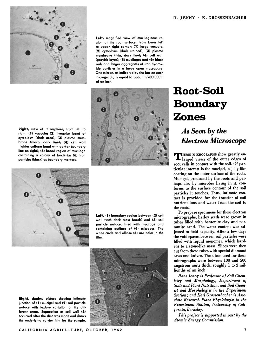 Root-Soil Boundary Zones