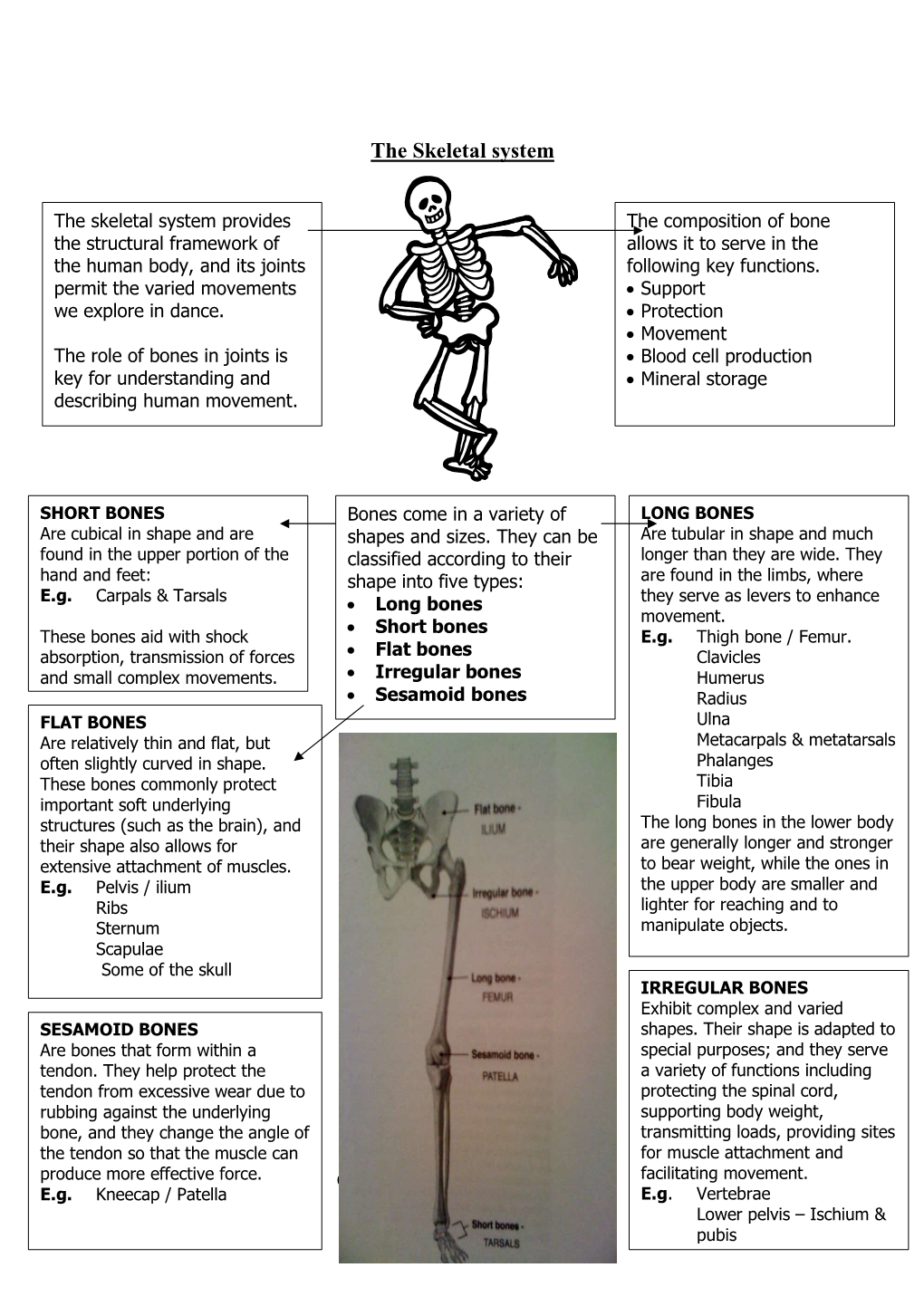 The Skeletal System