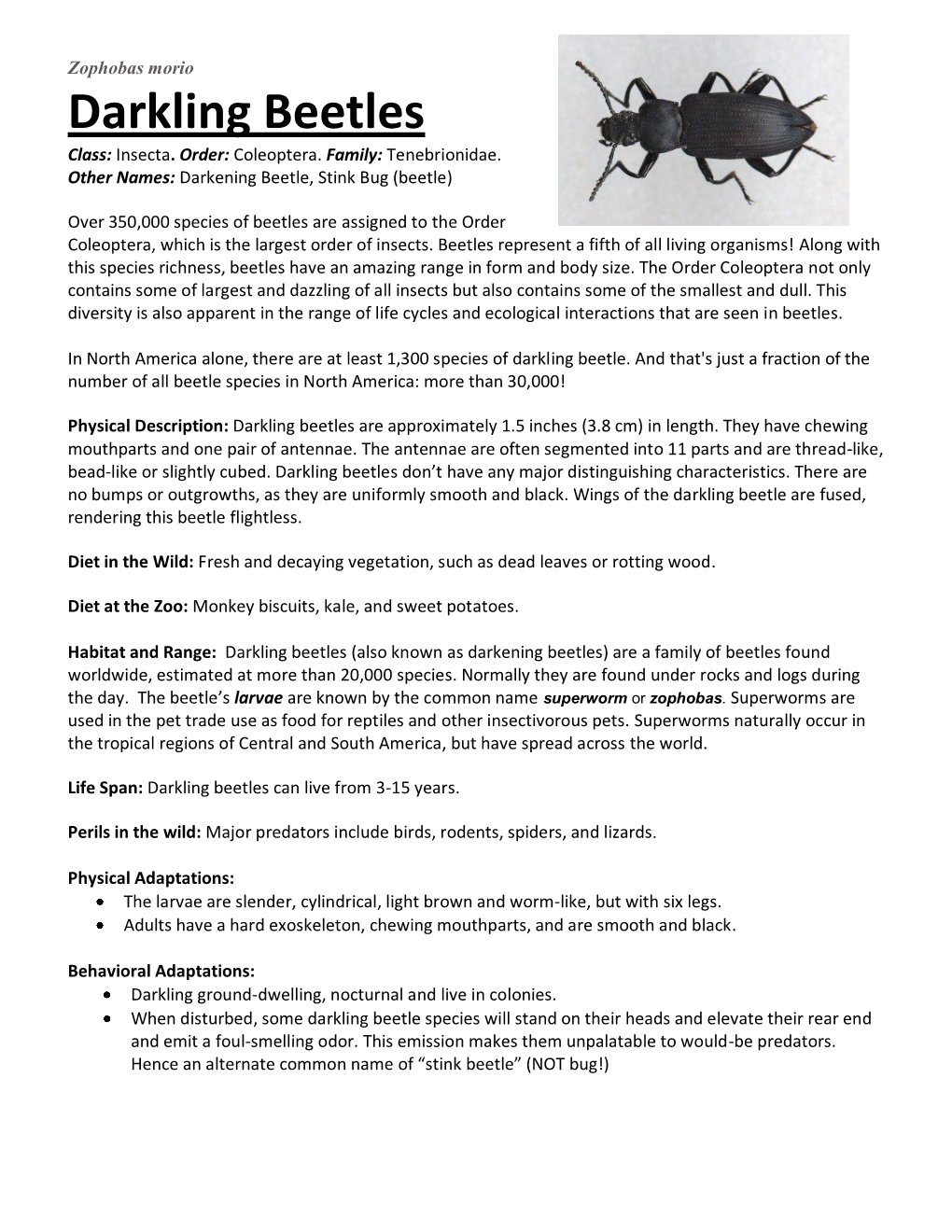 Darkling-Beetles.Pdf