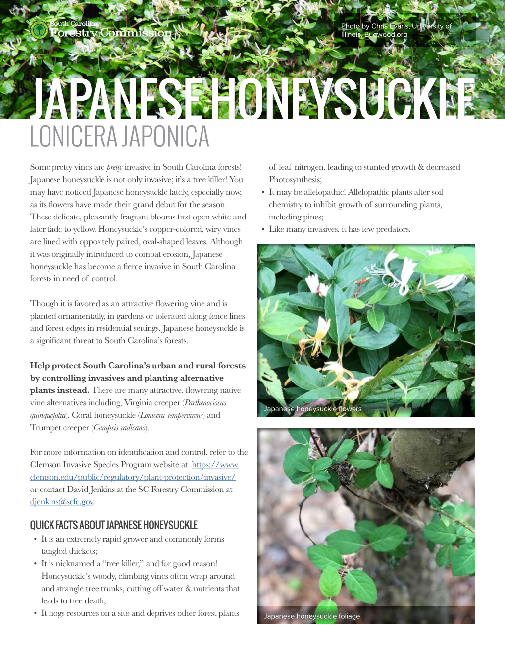 Japanese Honeysuckle Lonicera Japonica