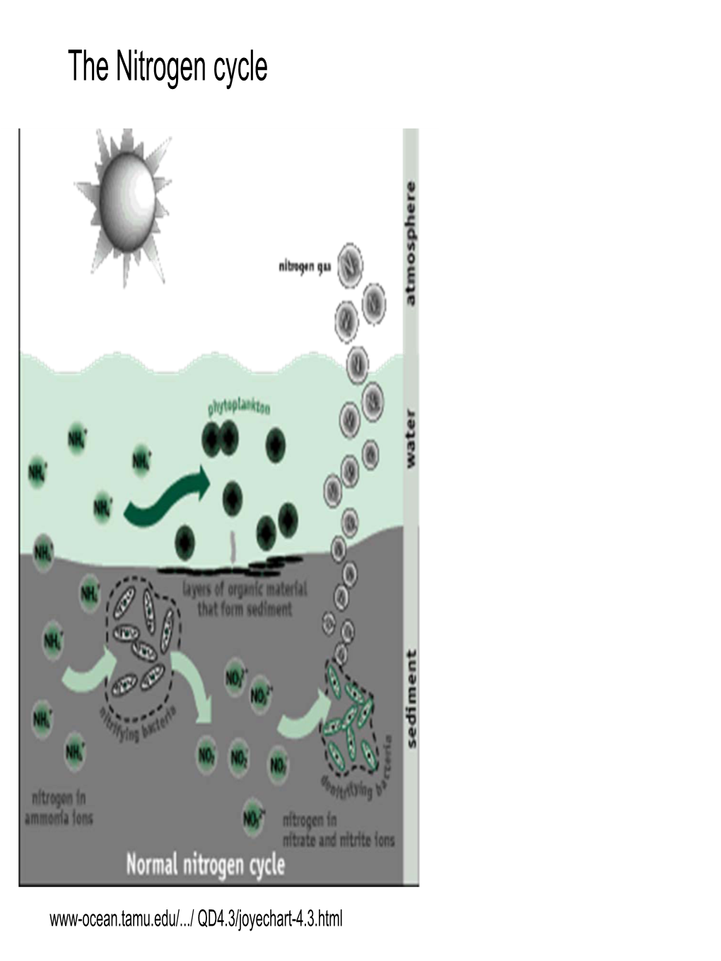 The Nitrogen Cycle