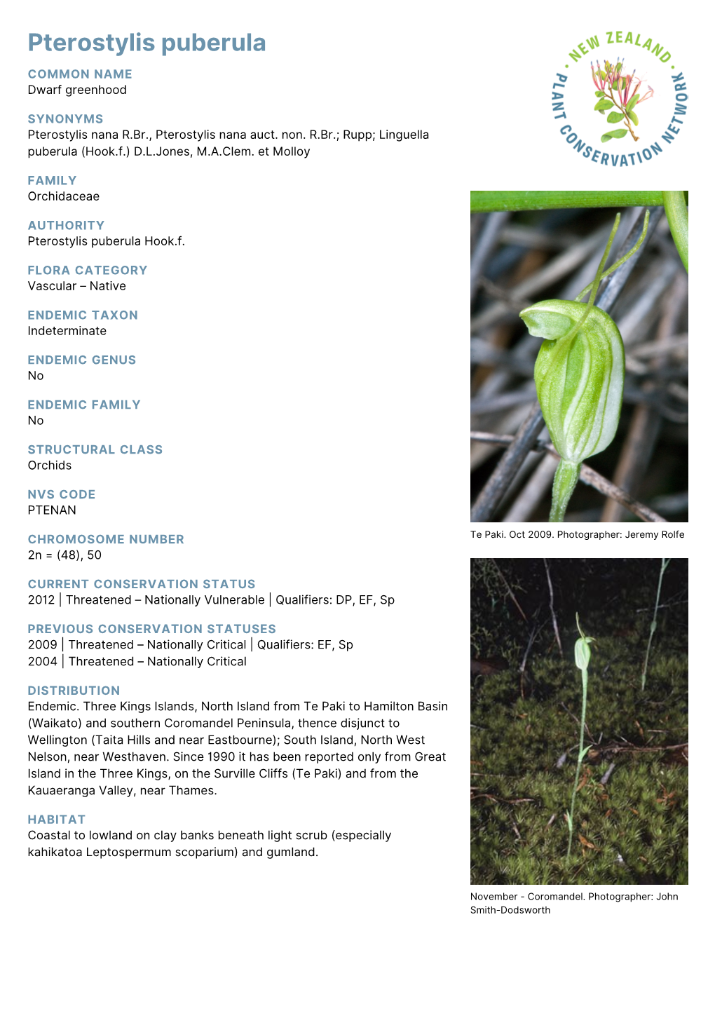 Pterostylis Puberula