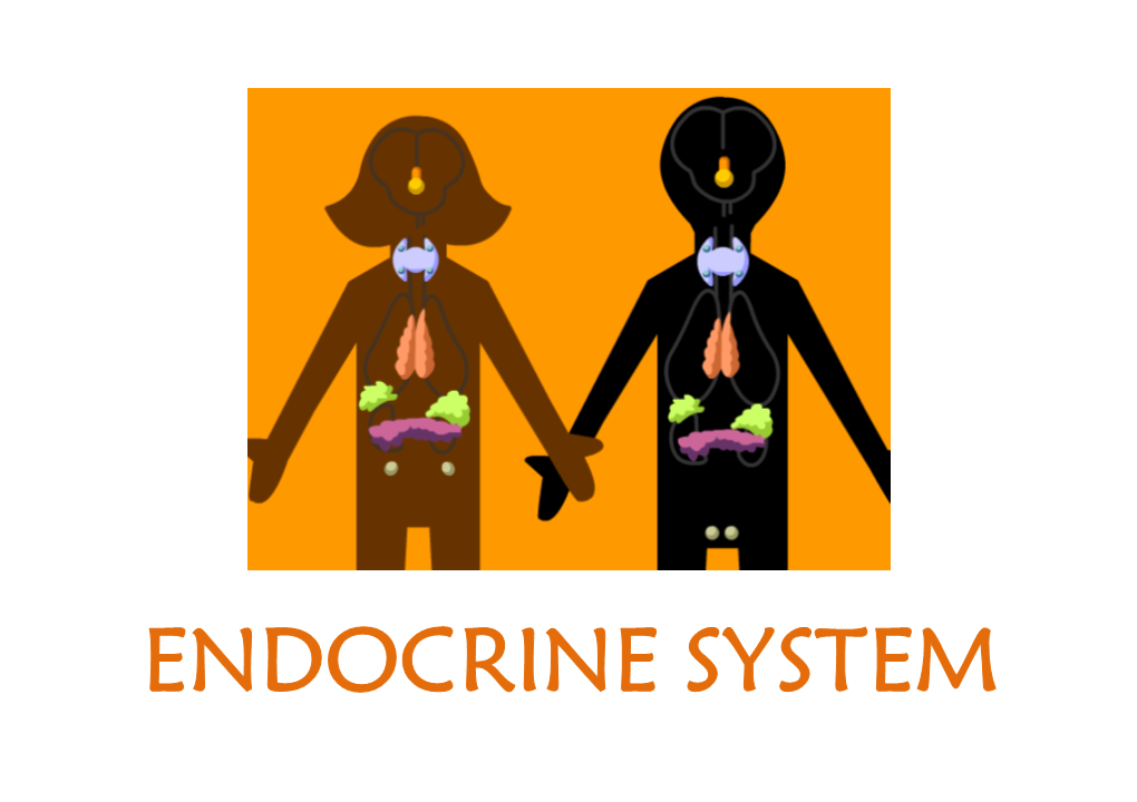 ENDOCRINE SYSTEM Hormones •Are Secreted by a Cell Or Group of Cells