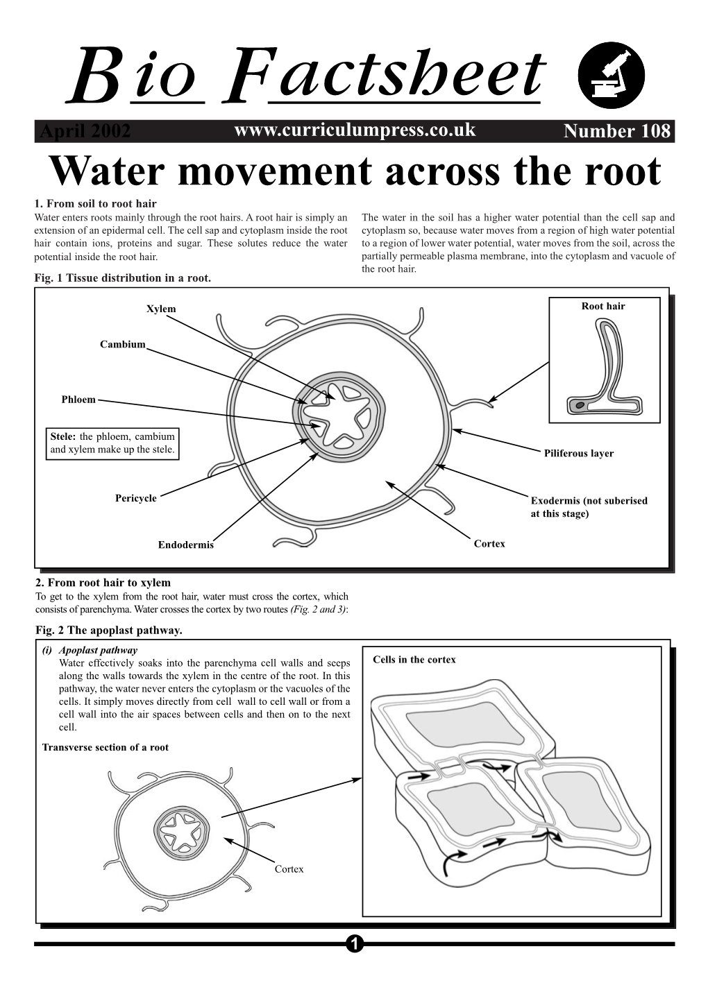 Water Movement Across the Root 1