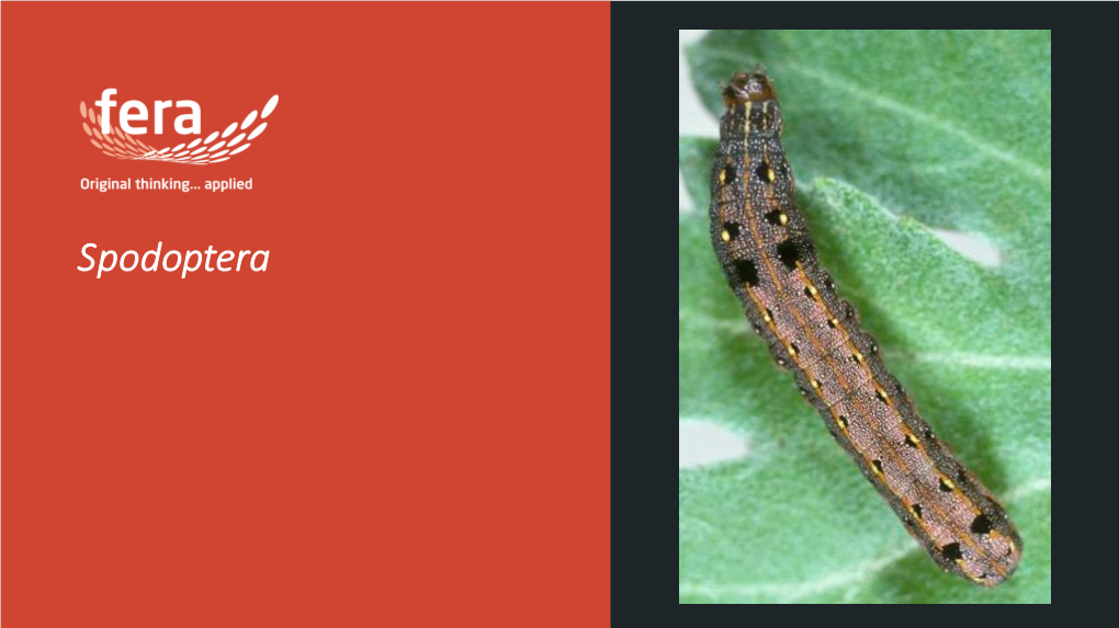 Spodoptera Spodoptera Spp