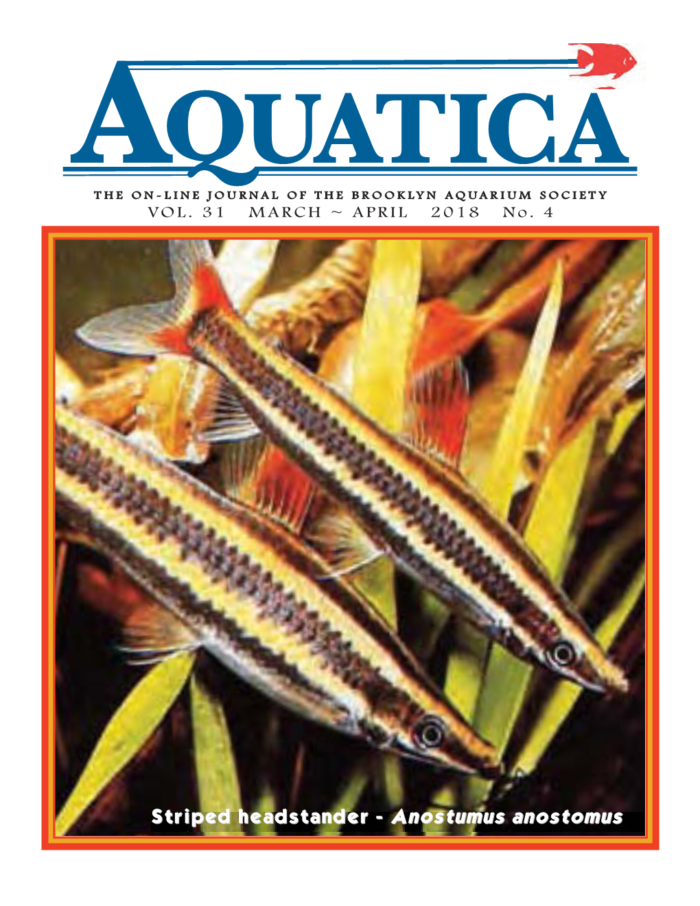 Striped Headstander - Anostumus Anostomus 1 107 YEARS of E DUCATING a QUARISTS AQUATICA 2018 NO