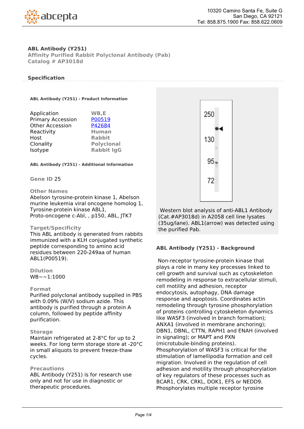 ABL Antibody (Y251) Affinity Purified Rabbit Polyclonal Antibody (Pab) Catalog # Ap3018d