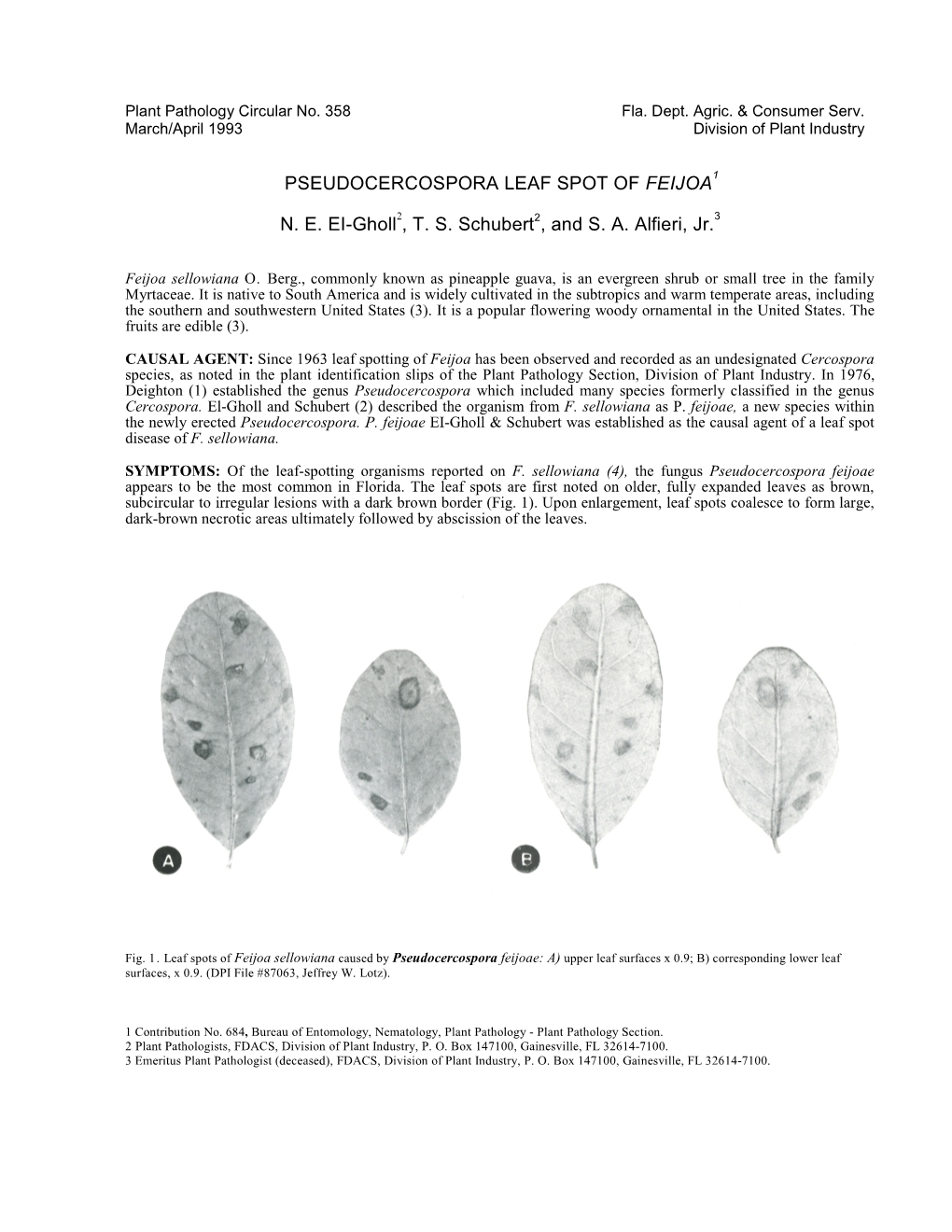 PSEUDOCERCOSPORA LEAF SPOT of FEIJOA N. E. EI-Gholl , T. S