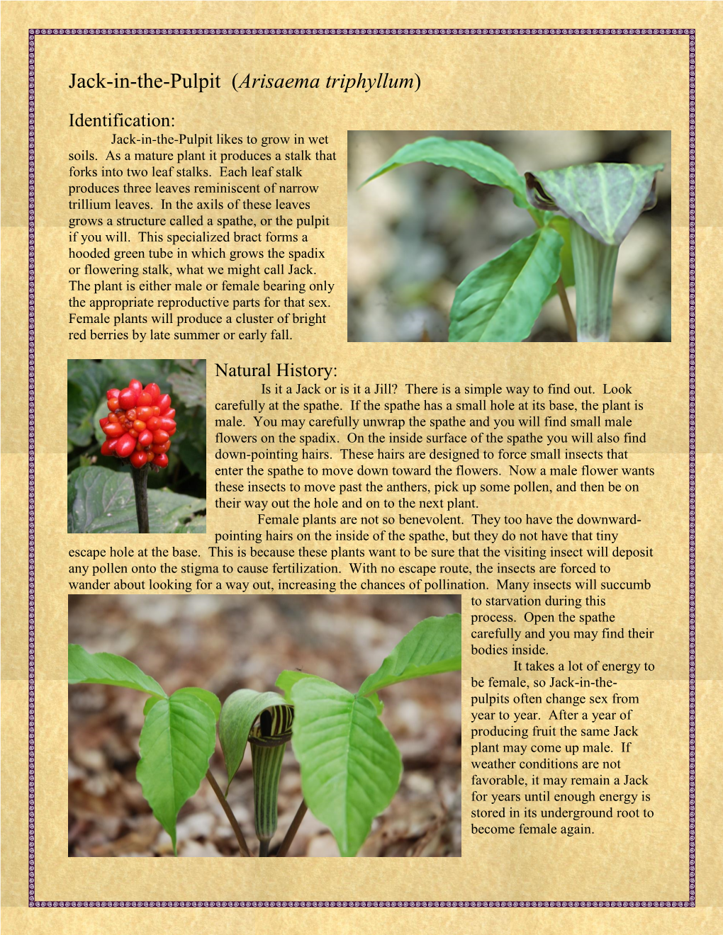 Jack-In-The-Pulpit (Arisaema Triphyllum)