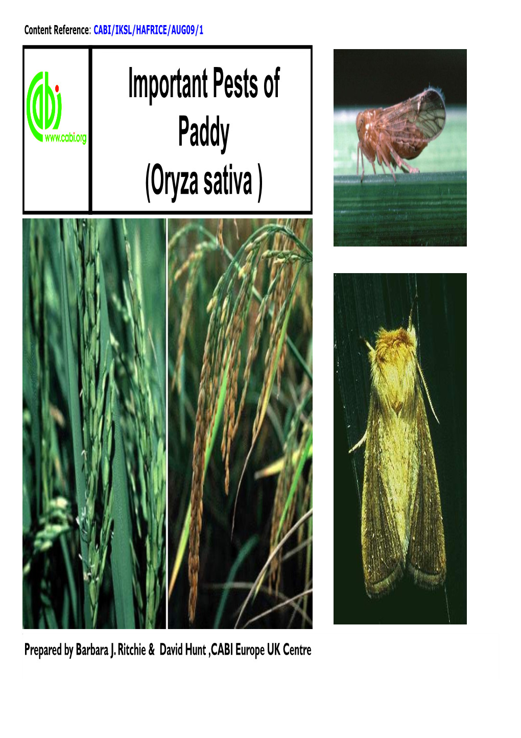 Rice Pest Fact Sheet.Pub