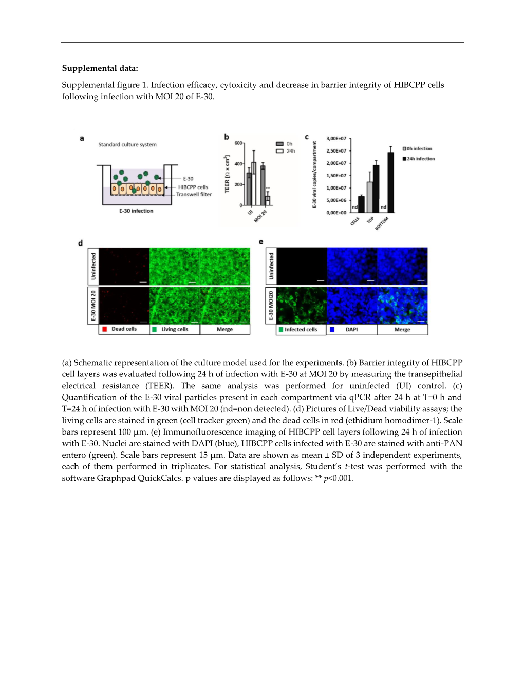 Supplemental Figure 1. Infection Efficacy, Cytoxicity and Decrease in Barrier Integrity of HIBCPP Cells Following Infection with MOI 20 of E-30