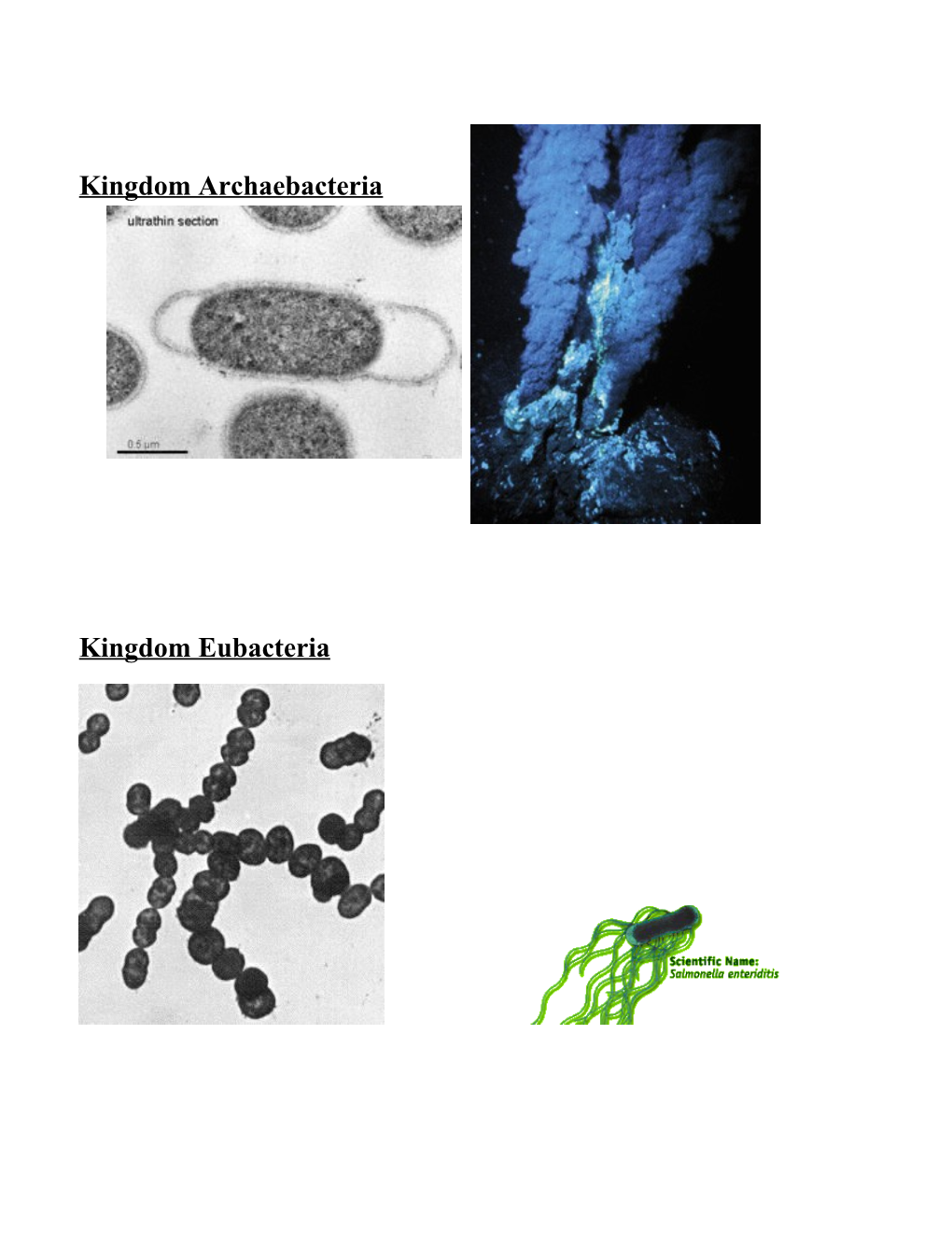 Kingdom Archaebacteria