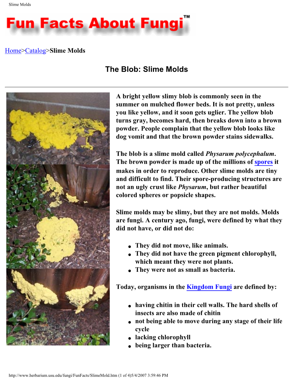 Slime Molds.Pdf