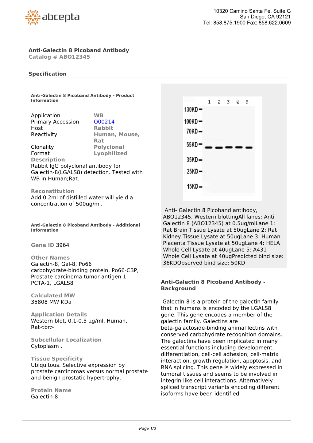 Anti-Galectin 8 Picoband Antibody Catalog # ABO12345