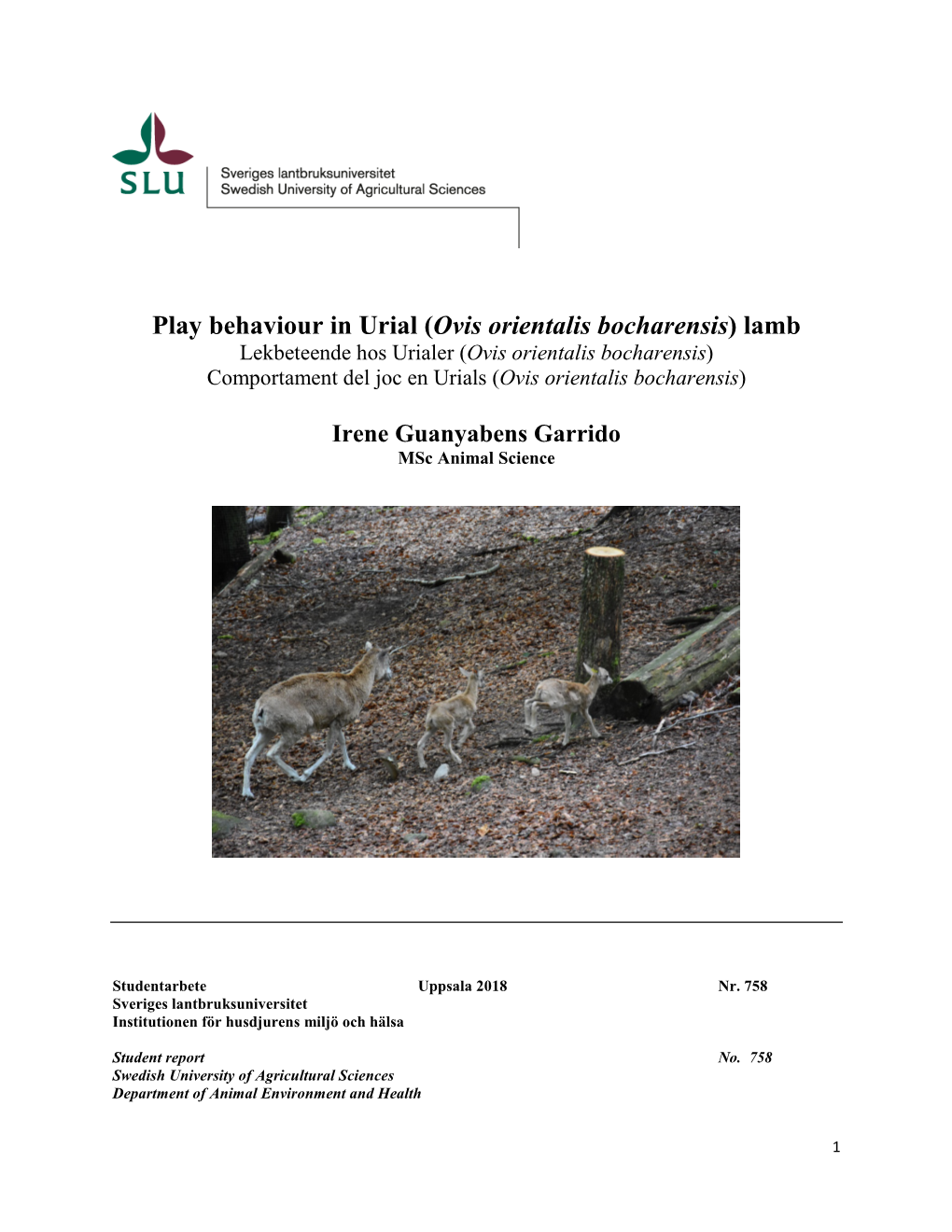 Play Behaviour in Urial (Ovis Orientalis Bocharensis)