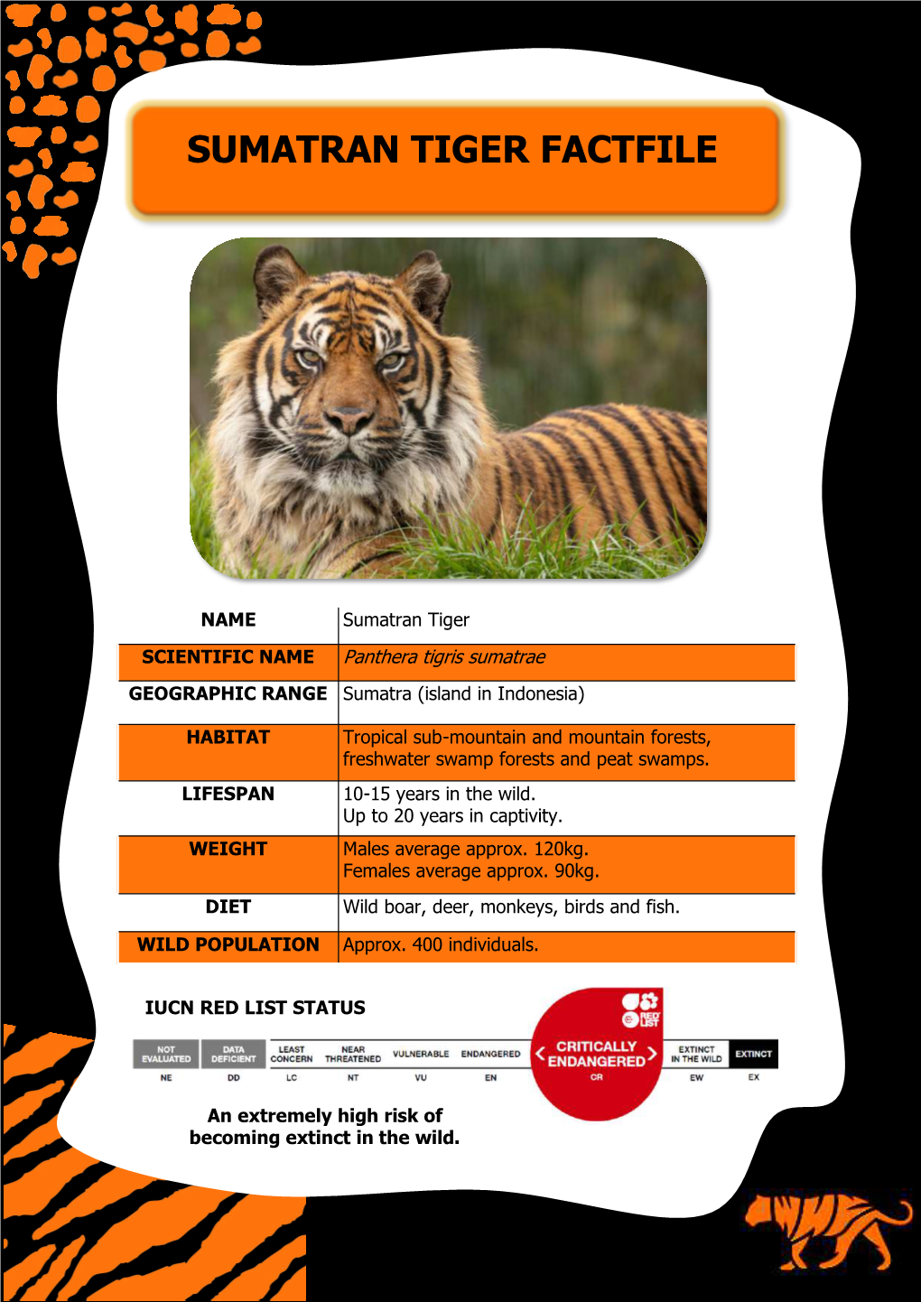 Sumatran Tiger Factfile