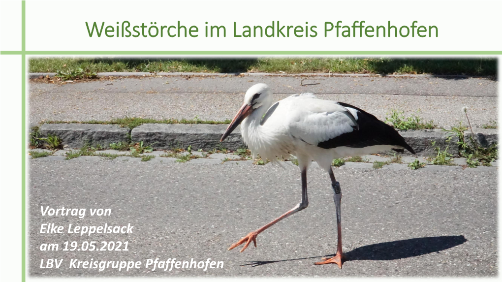 Weißstörche Im Landkreis Pfaffenhofen