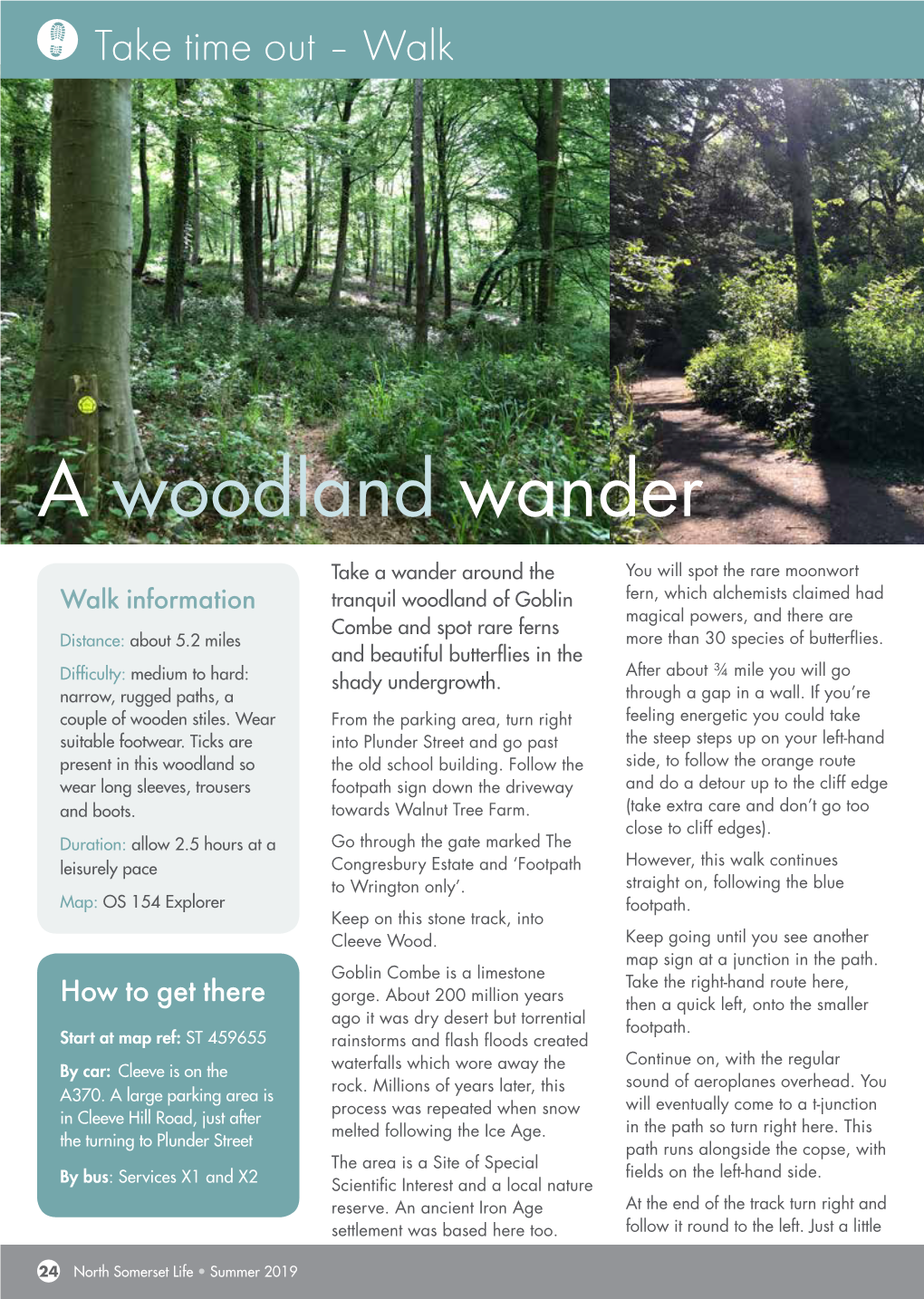 A Woodland Wander