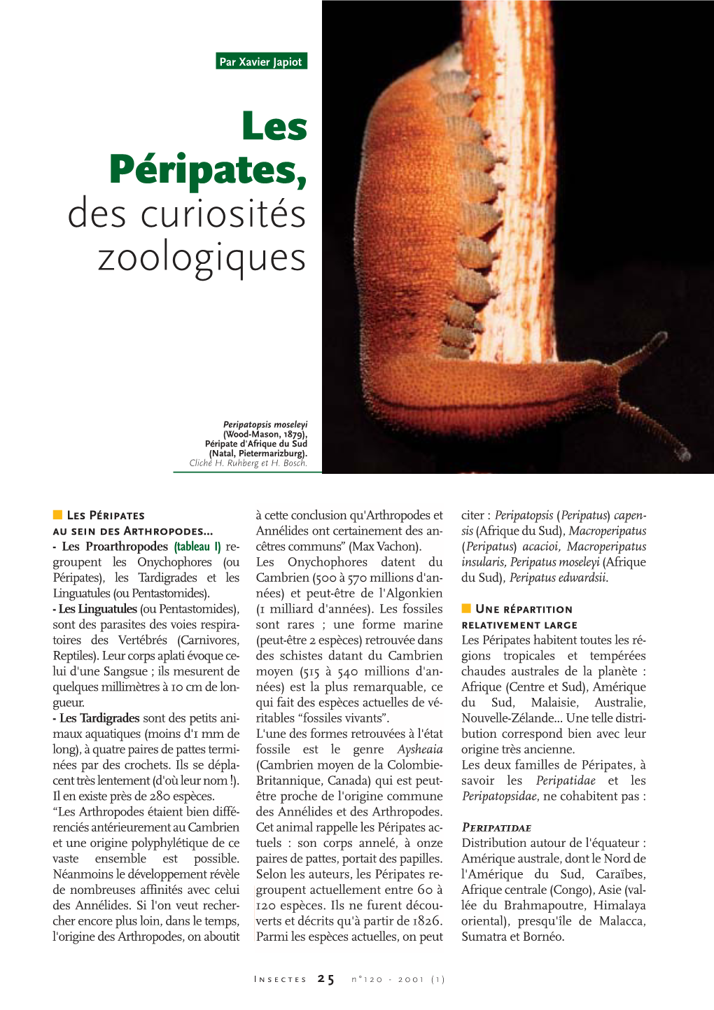 Les Péripates / Insectes N°