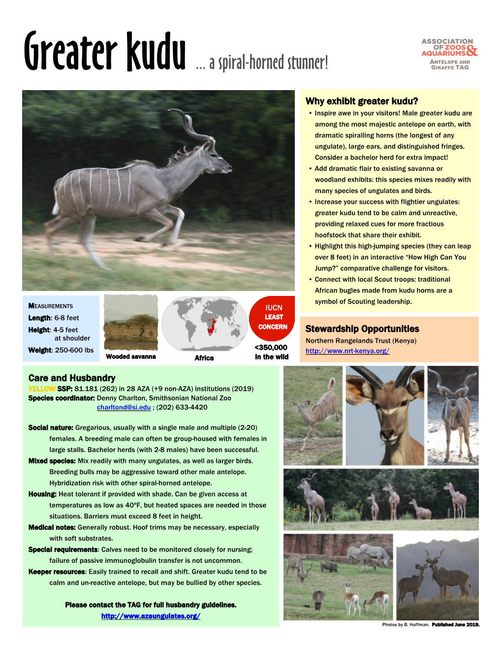 Greater Kudu