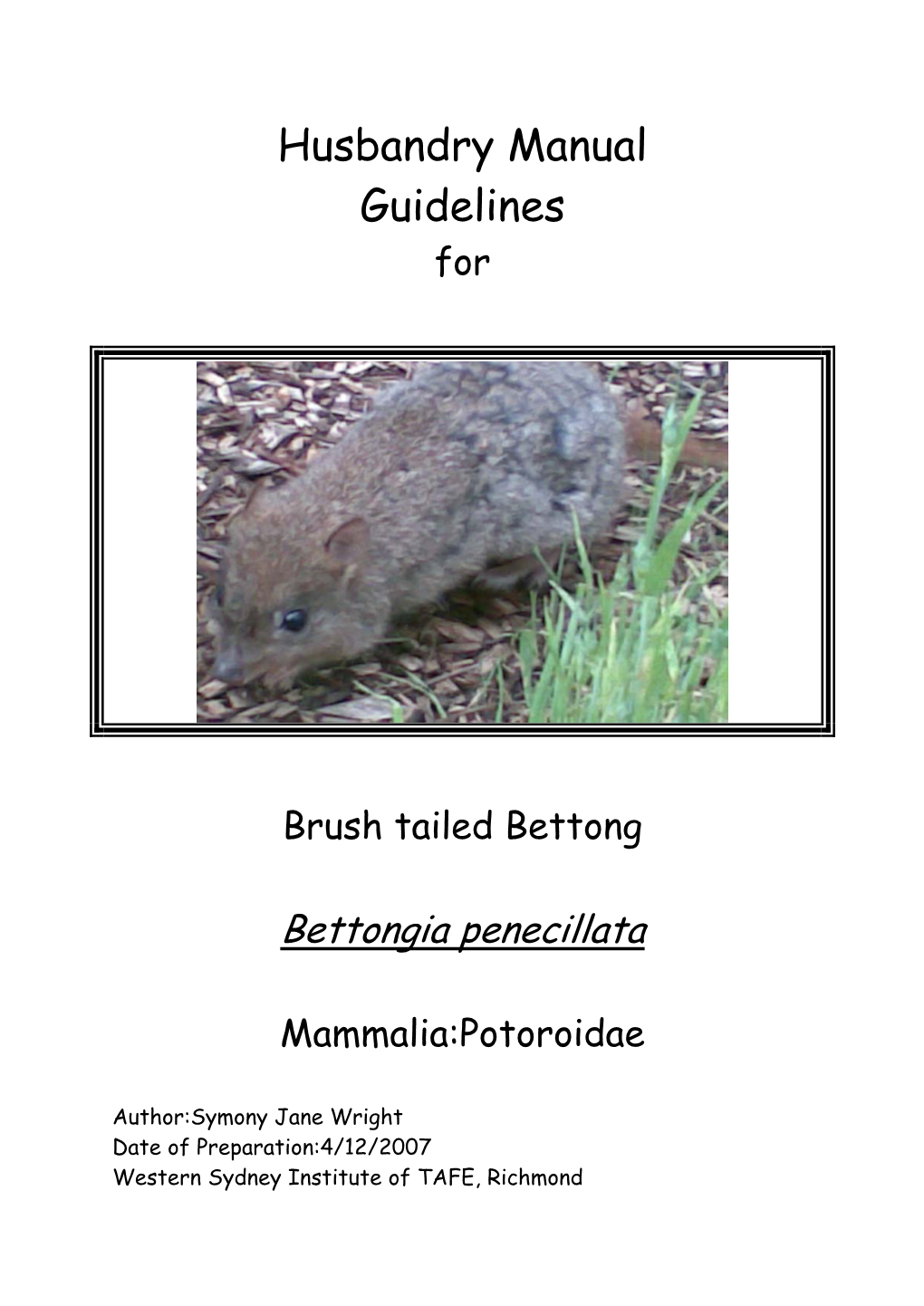 Brush Tailed Bettong