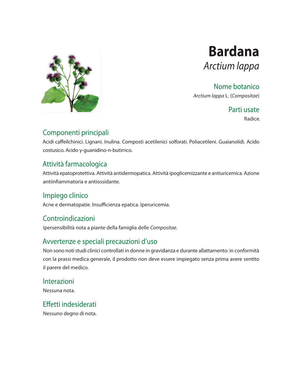 Bardana Arctium Lappa