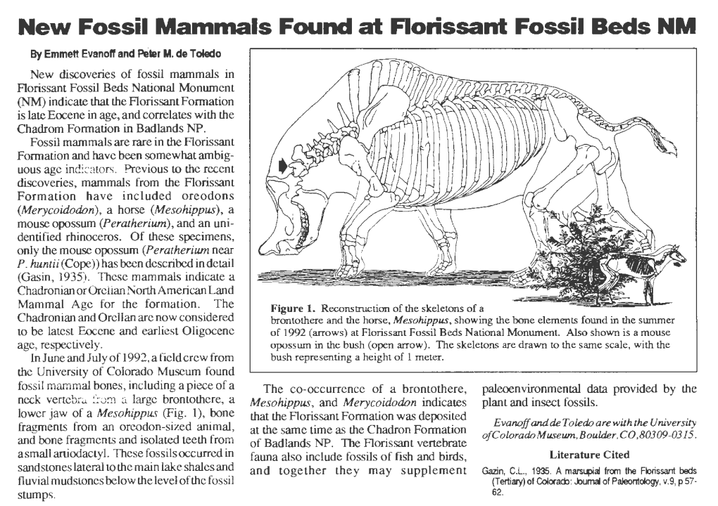 New Fossil Mammals Found at Florissant Fossil Beds NM by Emmett Evanoff and Peter M