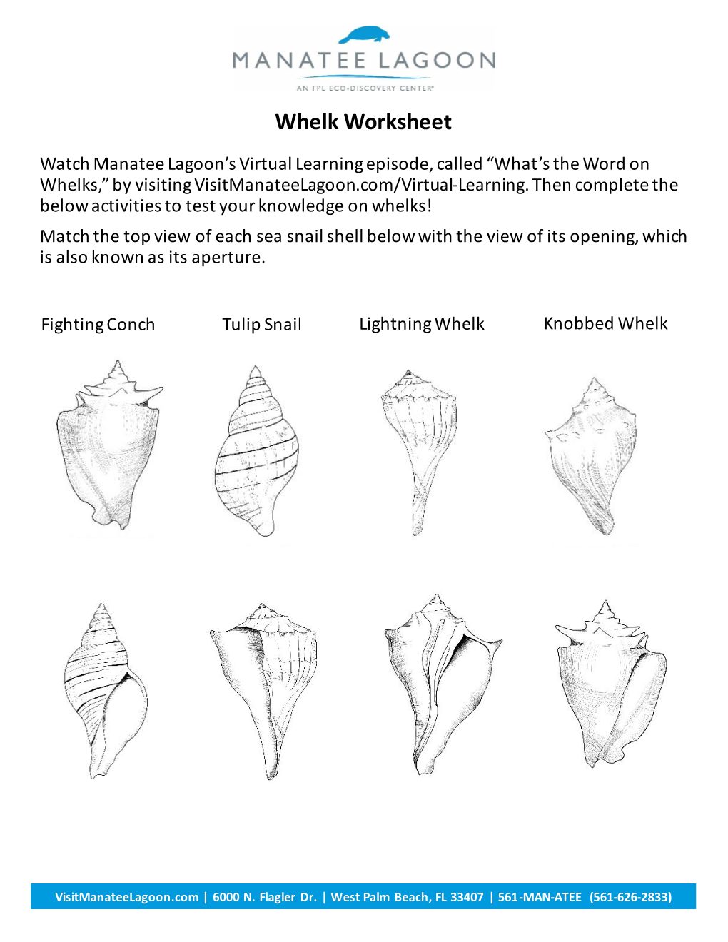 Whelk Worksheet