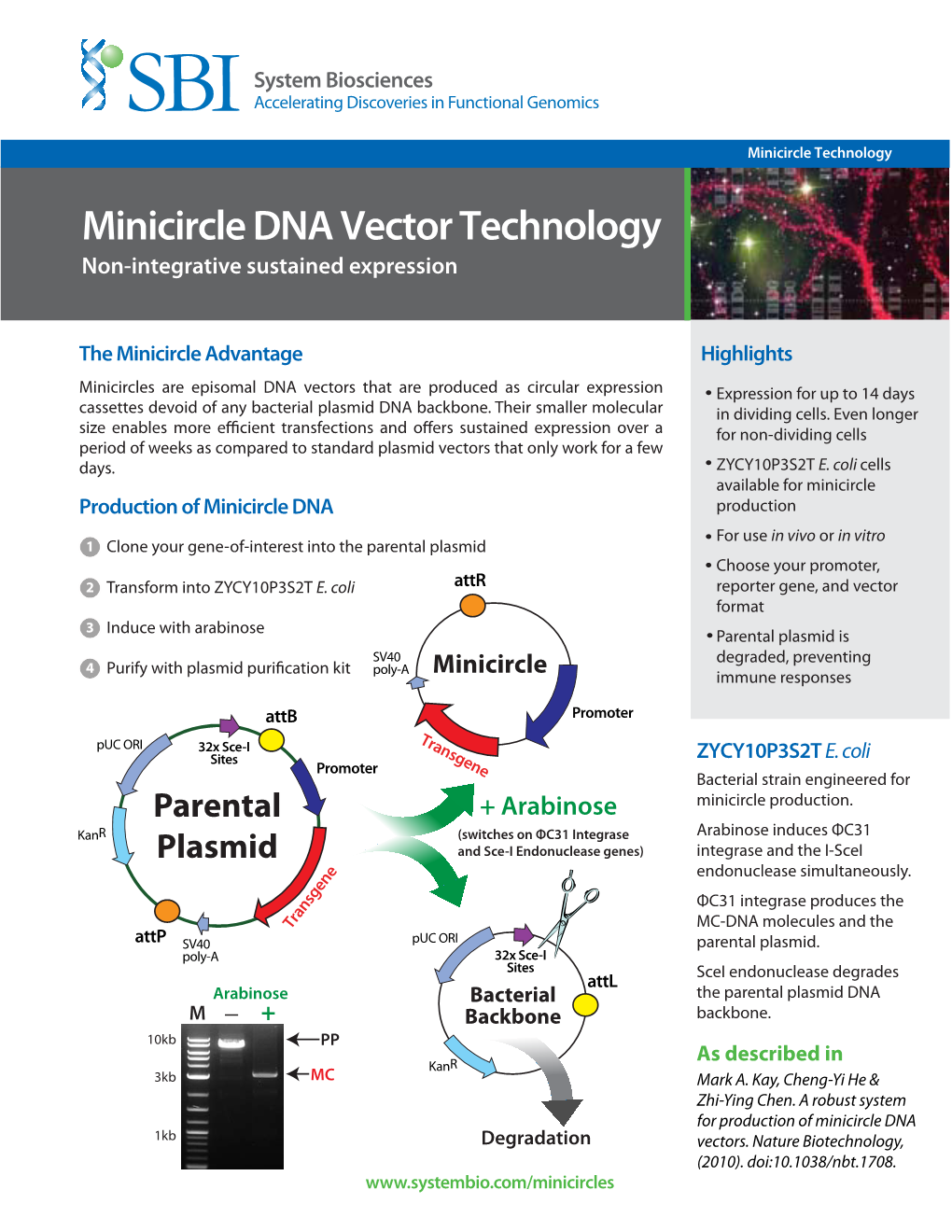 Minicircle DNA Vector Technology Non-Integrative Sustained Expression