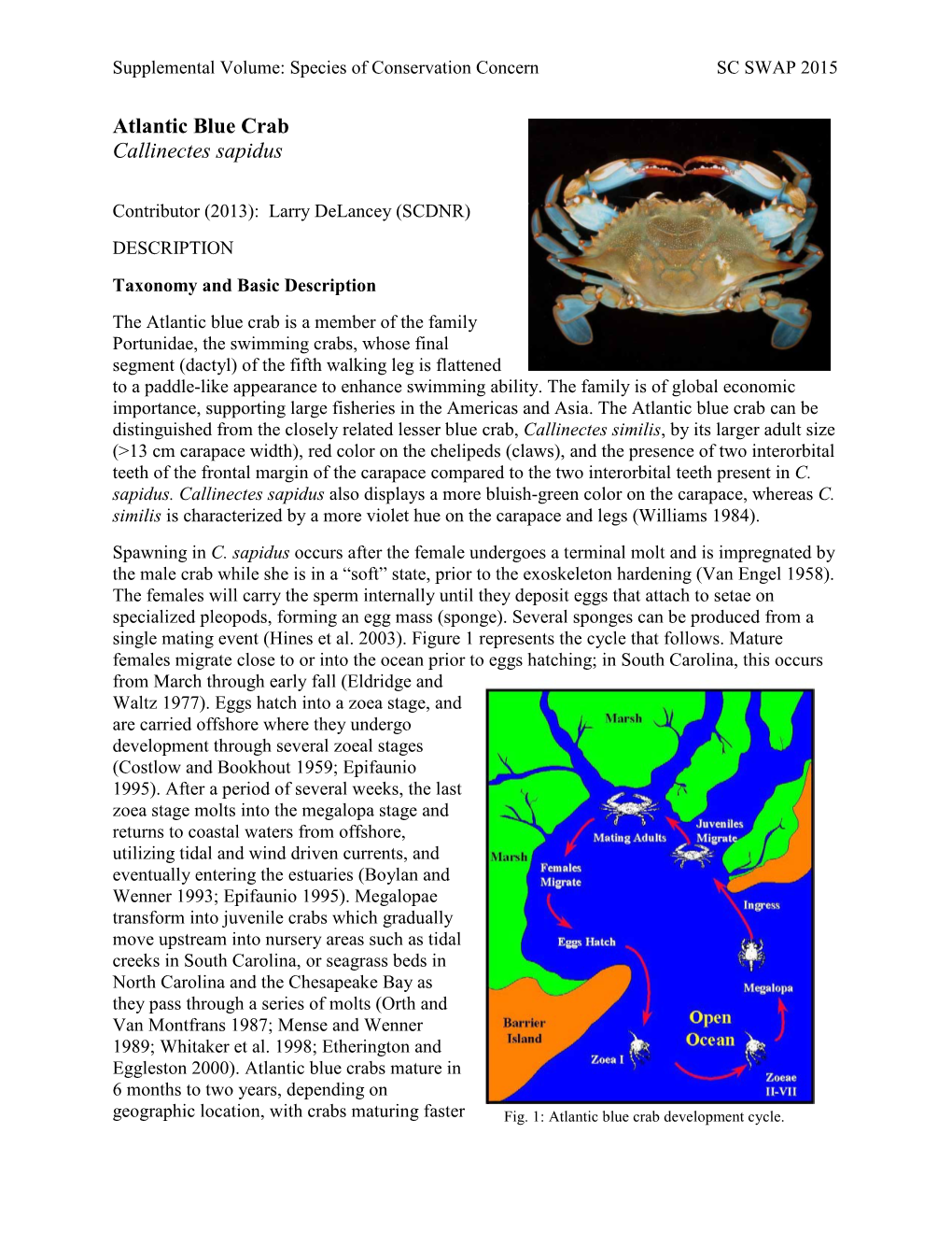 Atlantic Blue Crab Callinectes Sapidus