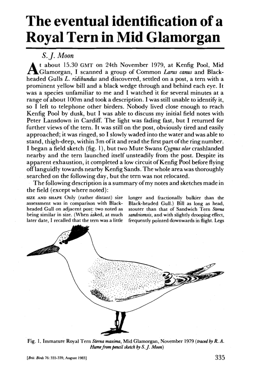 The Eventual Identification of a Royal Tern in Mid Glamorgan S.J