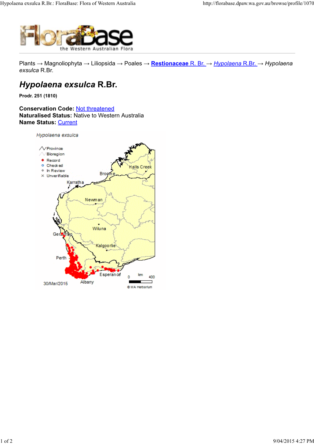 Hypolaena Exsulca R.Br.: Florabase: Flora of Western Australia